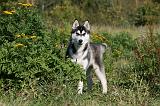 SIBERIAN HUSKY 867